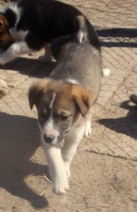 KODAK Digital Still Camera