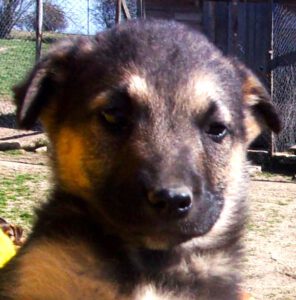 KODAK Digital Still Camera