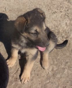 KODAK Digital Still Camera