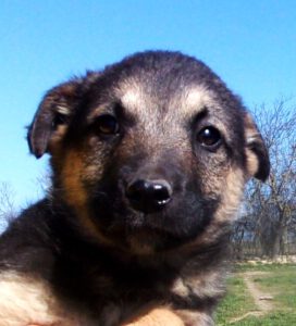 KODAK Digital Still Camera