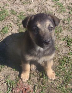 KODAK Digital Still Camera