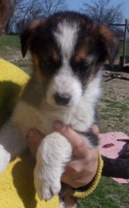 KODAK Digital Still Camera