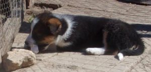 KODAK Digital Still Camera