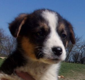 KODAK Digital Still Camera