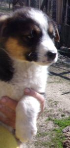 KODAK Digital Still Camera