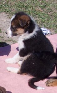 KODAK Digital Still Camera