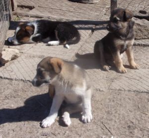 KODAK Digital Still Camera