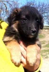 KODAK Digital Still Camera