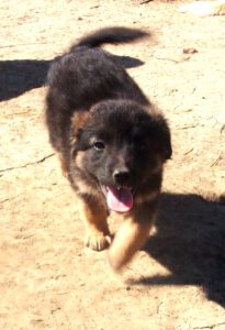 KODAK Digital Still Camera