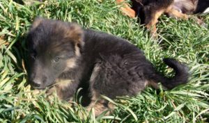 KODAK Digital Still Camera