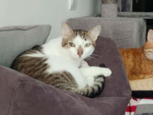 Amigo ist anfangs etwas schüchtern Menschen gegenüber, lässt sich aber gern streicheln und kuscheln, sozial mit Katzen und Hunden, neben denen er auch gern mal schläft