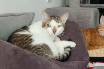 Amigo ist anfangs etwas schüchtern Menschen gegenüber, lässt sich aber gern streicheln und kuscheln, sozial mit Katzen und Hunden, neben denen er auch gern mal schläft