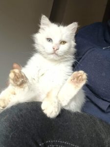 Ich habe zweifarbige Augen, blau und grn.