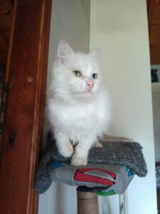 Ich hab zweifarbige Augen, blau und grün