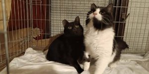 Chara (schwarz) und Shoni (schwarz/weiß) sind Geschwister und hatten ein Zuhause bis die Halterin schwer erkrankte. Der Sohn wollte die Katzen nicht behalten und so landeten sie auf einer unserer bulgarischen Pflegestellen.