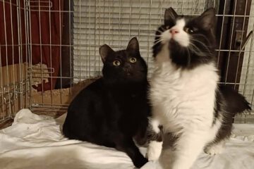 Chara (schwarz) und Shoni (schwarz/weiß) sind Geschwister und hatten ein Zuhause bis die Halterin schwer erkrankte. Der Sohn wollte die Katzen nicht behalten und so landeten sie auf einer unserer bulgarischen Pflegestellen.