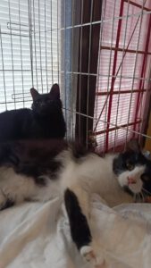 CHARA u. SHONI, 15.04 (6)