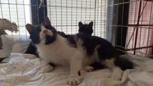 CHARA u. SHONI, 15.04 (7)