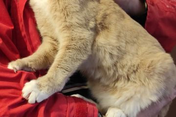 Ich bin eine tolle und gutmütige Katze und manchmal ganz schön neugierig.