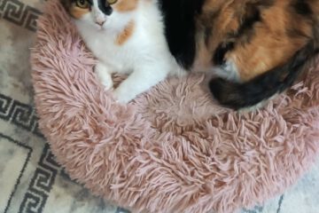 Vom Charakter her bin ich eine ganz tolle Katze sagt meine Pflegemama. Am Liebsten bin ich in menschlicher Gesellschaft; mit anderen Katzen möchte ich nicht so gerne zusammen leben.