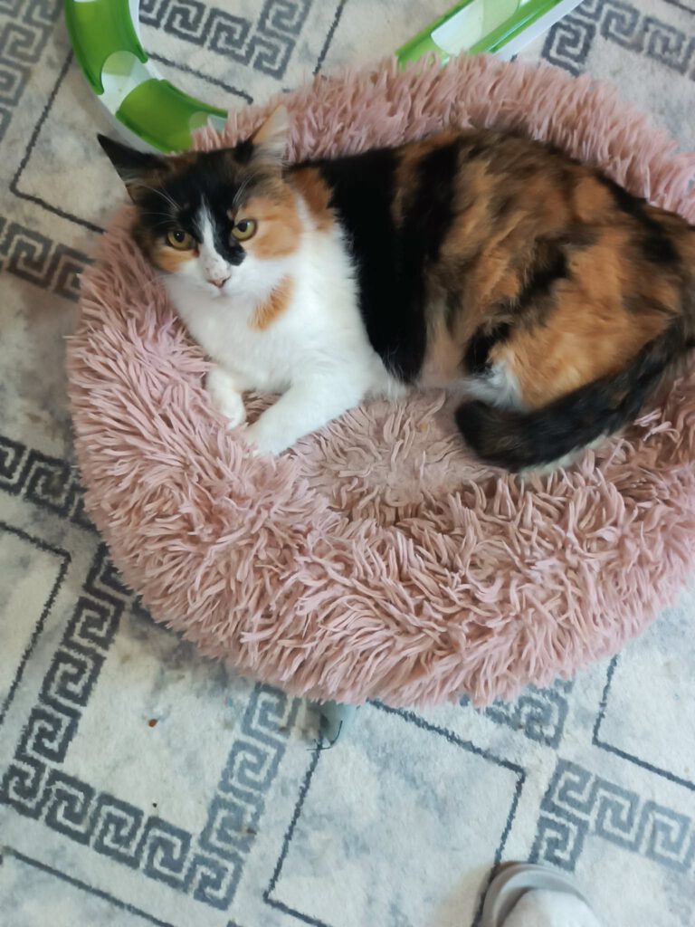Vom Charakter her bin ich eine ganz tolle Katze sagt meine Pflegemama. Am Liebsten bin ich in menschlicher Gesellschaft; mit anderen Katzen möchte ich nicht so gerne zusammen leben.