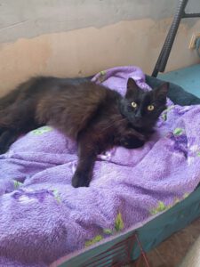 Hey - ich bin's ELMIRA. Meine Pflegemama, bei der ich in Burgas lebe, sagt ich bin eine tolle Katze, die Menschen sehr liebt. Dies zeige ich, indem ich mich direkt auf die Seite lege, damit sie dann sofort meine Bauch streicheln kann. Mit anderen Katzen zusammen leben, das brauche ich nicht unbedingt. Hier die Katzen akzeptiere ich zwar - aber ich kann mir ein Leben als Einzelkatze super vorstellen.