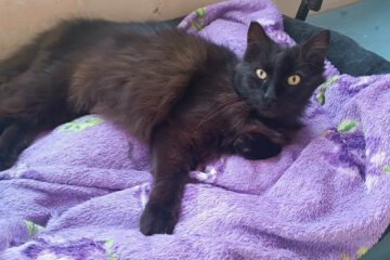 Hey - ich bin's ELMIRA. Meine Pflegemama, bei der ich in Burgas lebe, sagt ich bin eine tolle Katze, die Menschen sehr liebt. Dies zeige ich, indem ich mich direkt auf die Seite lege, damit sie dann sofort meine Bauch streicheln kann. Mit anderen Katzen zusammen leben, das brauche ich nicht unbedingt. Hier die Katzen akzeptiere ich zwar - aber ich kann mir ein Leben als Einzelkatze super vorstellen.