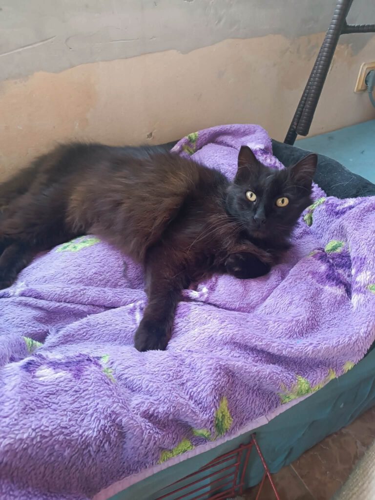 Hey - ich bin's ELMIRA. Meine Pflegemama, bei der ich in Burgas lebe, sagt ich bin eine tolle Katze, die Menschen sehr liebt. Dies zeige ich, indem ich mich direkt auf die Seite lege, damit sie dann sofort meine Bauch streicheln kann. Mit anderen Katzen zusammen leben, das brauche ich nicht unbedingt. Hier die Katzen akzeptiere ich zwar - aber ich kann mir ein Leben als Einzelkatze super vorstellen.