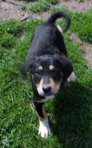 KODAK Digital Still Camera