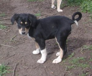 KODAK Digital Still Camera