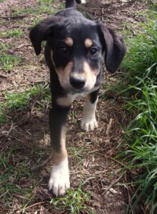 KODAK Digital Still Camera