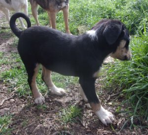 KODAK Digital Still Camera