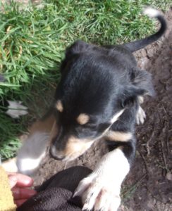 KODAK Digital Still Camera