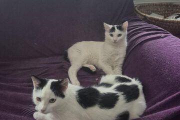 INDIGO und IMANI