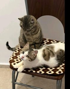 JAKOBY u. JAMIRO, 01.10 (1)