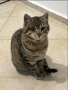 Ich bin ein Kitten typisch verspielt, neugierig und freundlich.