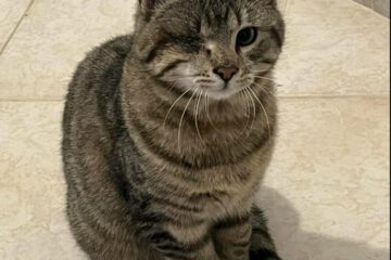 Ich bin ein Kitten typisch verspielt, neugierig und freundlich.