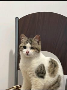 Ich bin Kitten typisch verspielt, neugierig und freundlich.