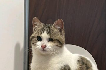 Ich bin Kitten typisch verspielt, neugierig und freundlich.