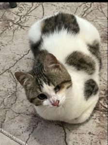 JAKOBY u. JAMIRO, 01.10 (6)