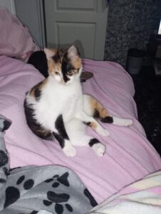 Diese wunderschöne Katzendame ist verspielt, klug und unglaublich neugierig. Sie liebt es, ihre Umgebung zu erkunden, kleine Abenteuer zu erleben und dabei immer wieder die Nähe zu ihren Menschen zu suchen. Jezebelle wünscht sich ein liebevolles Zuhause, in dem sie endlich ankommen darf – mit Menschen, die ihr Zeit, Aufmerksamkeit und ganz viel Zuneigung schenken. Vielleicht bist genau du der Mensch, auf den sie wartet? Dann schreib ihr doch und wir regeln den Rest.