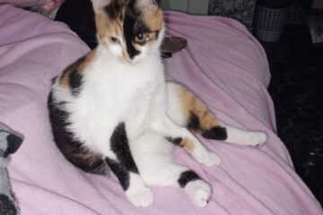 Diese wunderschöne Katzendame ist verspielt, klug und unglaublich neugierig. Sie liebt es, ihre Umgebung zu erkunden, kleine Abenteuer zu erleben und dabei immer wieder die Nähe zu ihren Menschen zu suchen. Jezebelle wünscht sich ein liebevolles Zuhause, in dem sie endlich ankommen darf – mit Menschen, die ihr Zeit, Aufmerksamkeit und ganz viel Zuneigung schenken. Vielleicht bist genau du der Mensch, auf den sie wartet? Dann schreib ihr doch und wir regeln den Rest.