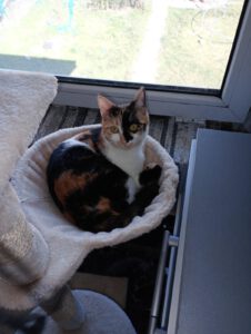 JEZEBELLE, 20.08 (2)