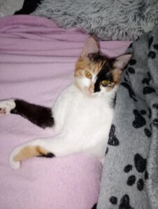 JEZEBELLE, 20.08 (3)