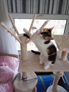 JEZEBELLE, 20.08 (5)