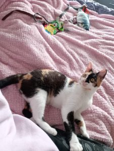 JEZEBELLE, 20.08 (6)