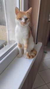 Ich bin ein wirklich lieber und ruhiger Schatz. Manchmal bin ich etwas schüchtern.