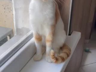 Ich bin ein wirklich lieber und ruhiger Schatz. Manchmal bin ich etwas schüchtern.