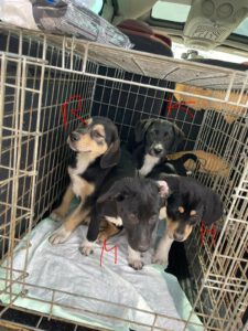 Käfer_Honda_Mini_Range2025