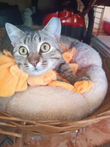 Ich bin eine tolle Katze, die zunächst ein bisschen Zeit braucht um Vertrauen zu meinen Menschen aufzubauen. Wenn ich dieses Vertrauen dann habe, dann liebe ich die Menschen sehr.